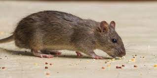 Understanding Rodent Control Costs in Yelm, WA post thumbnail image